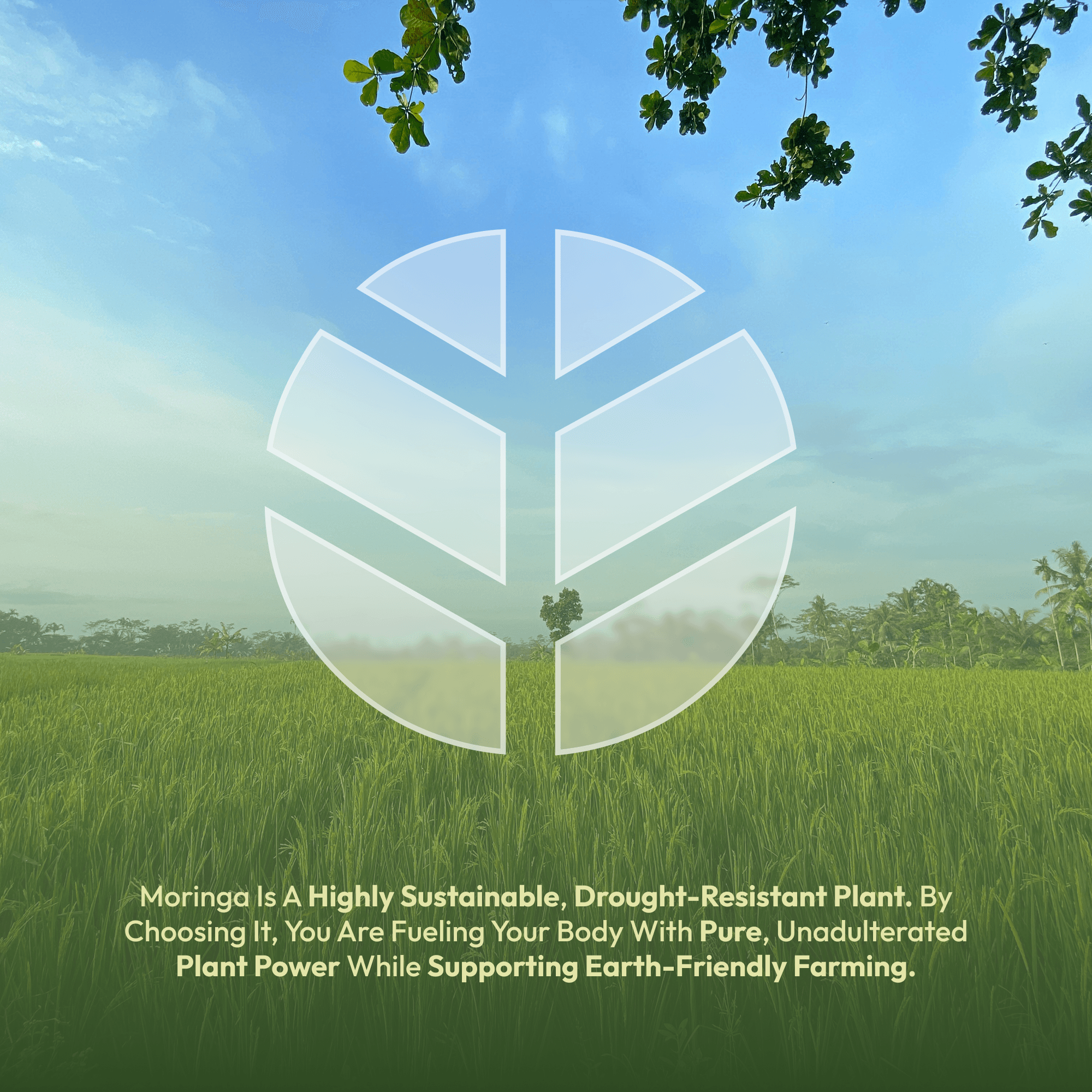 Moringa Powder (100g) image 6