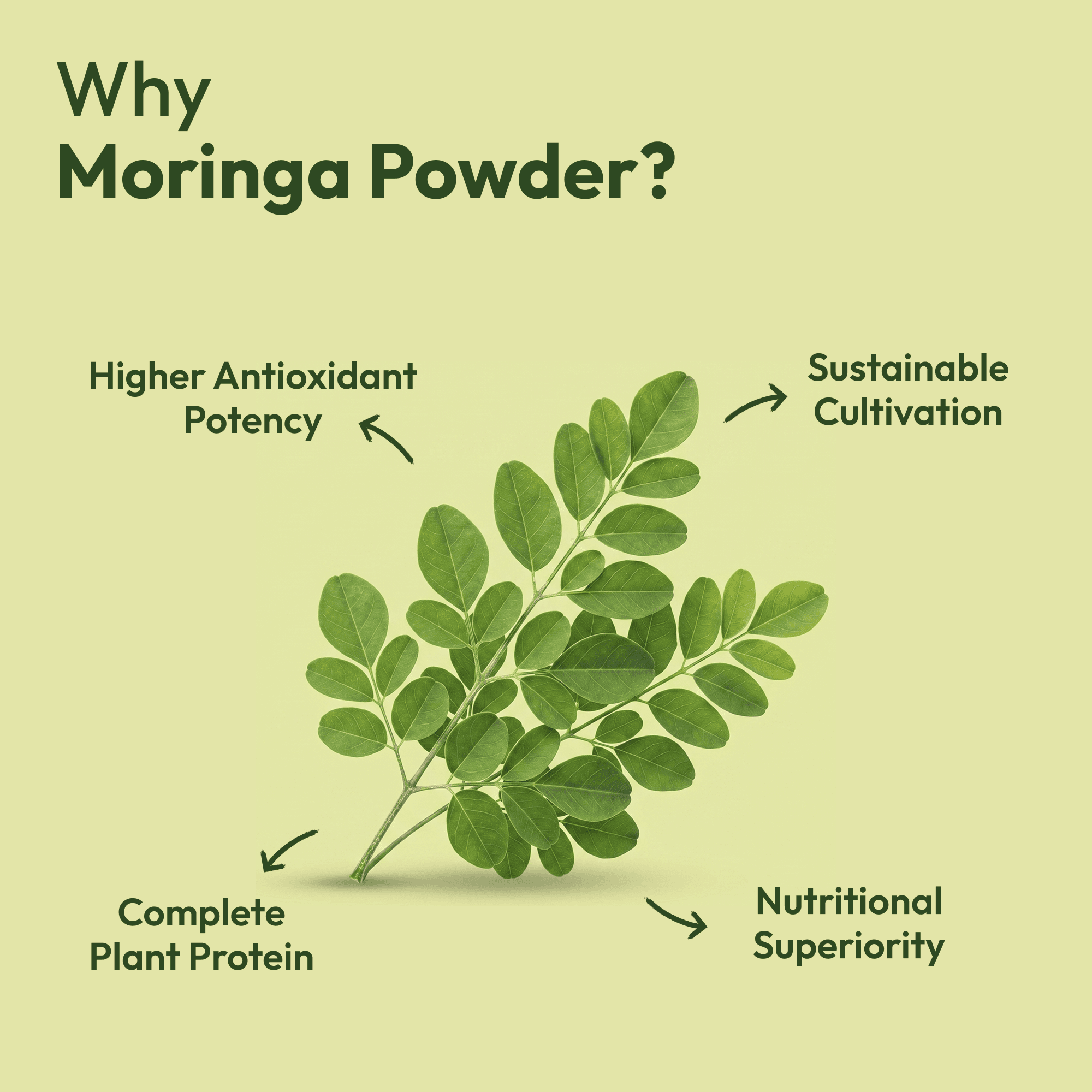 Moringa Powder (100g) image 2