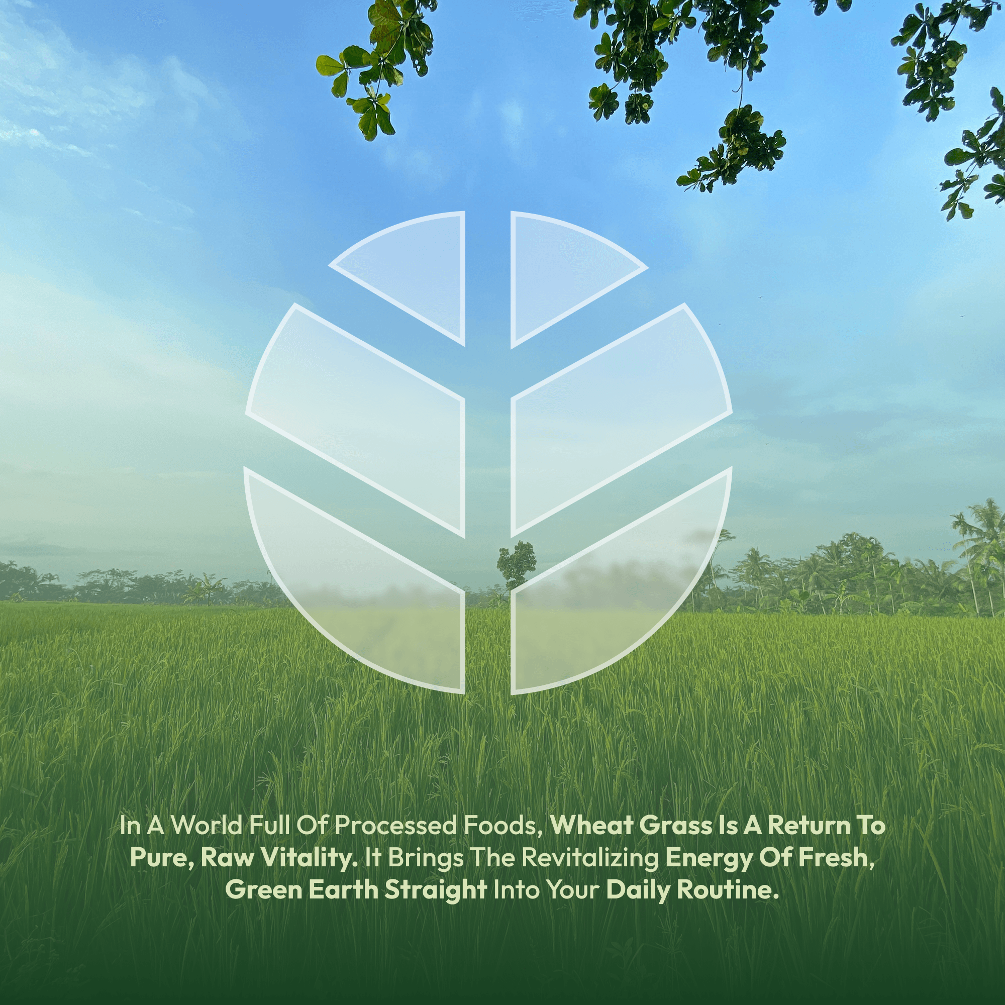 Wheatgrass Powder (100g) image 6