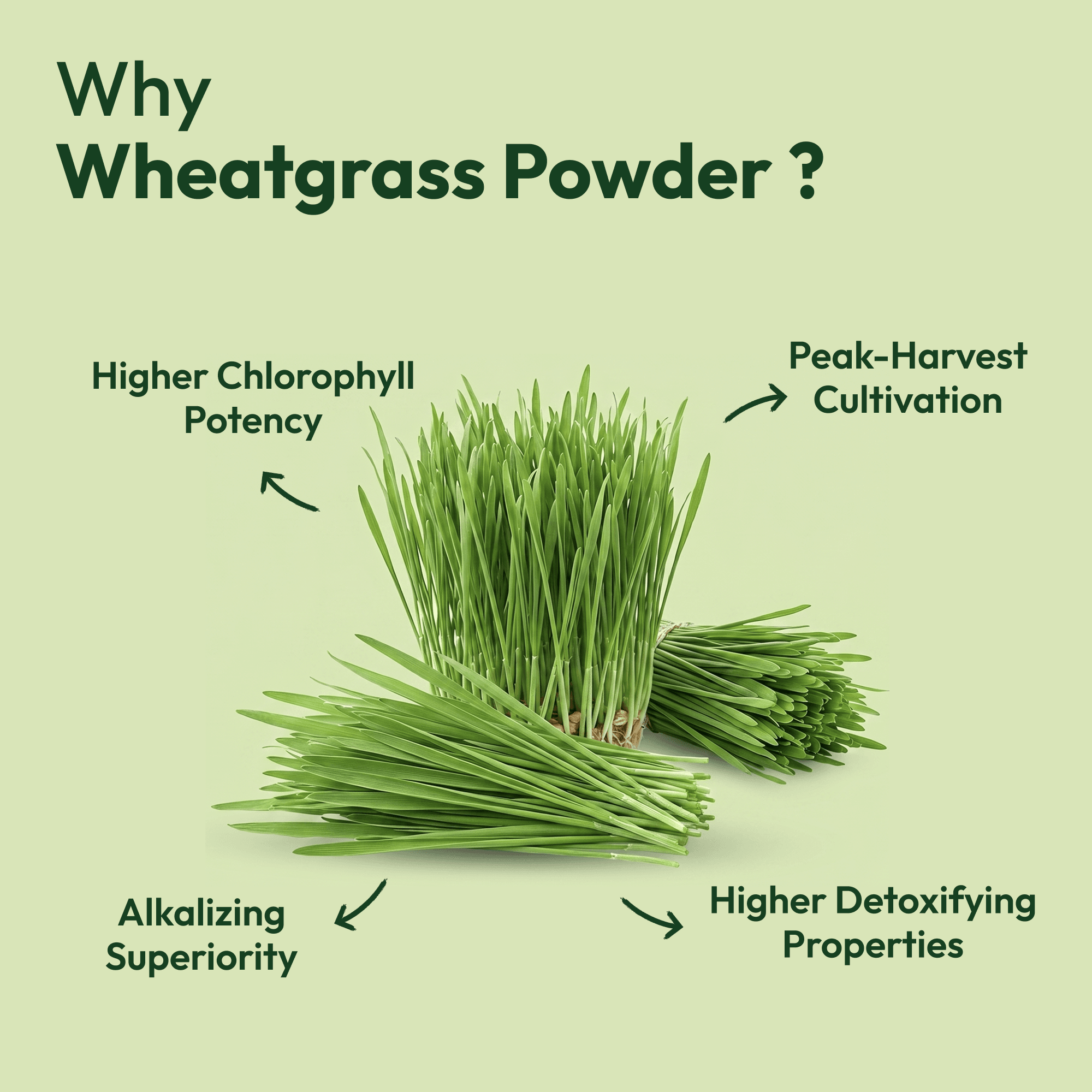Wheatgrass Powder (100g) image 2